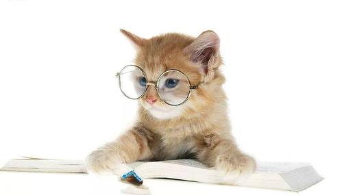 娱乐吃瓜酱猫抱枕,带你感受萌宠的魅力 第3张 娱乐吃瓜酱猫抱枕,带你感受萌宠的魅力 第3张